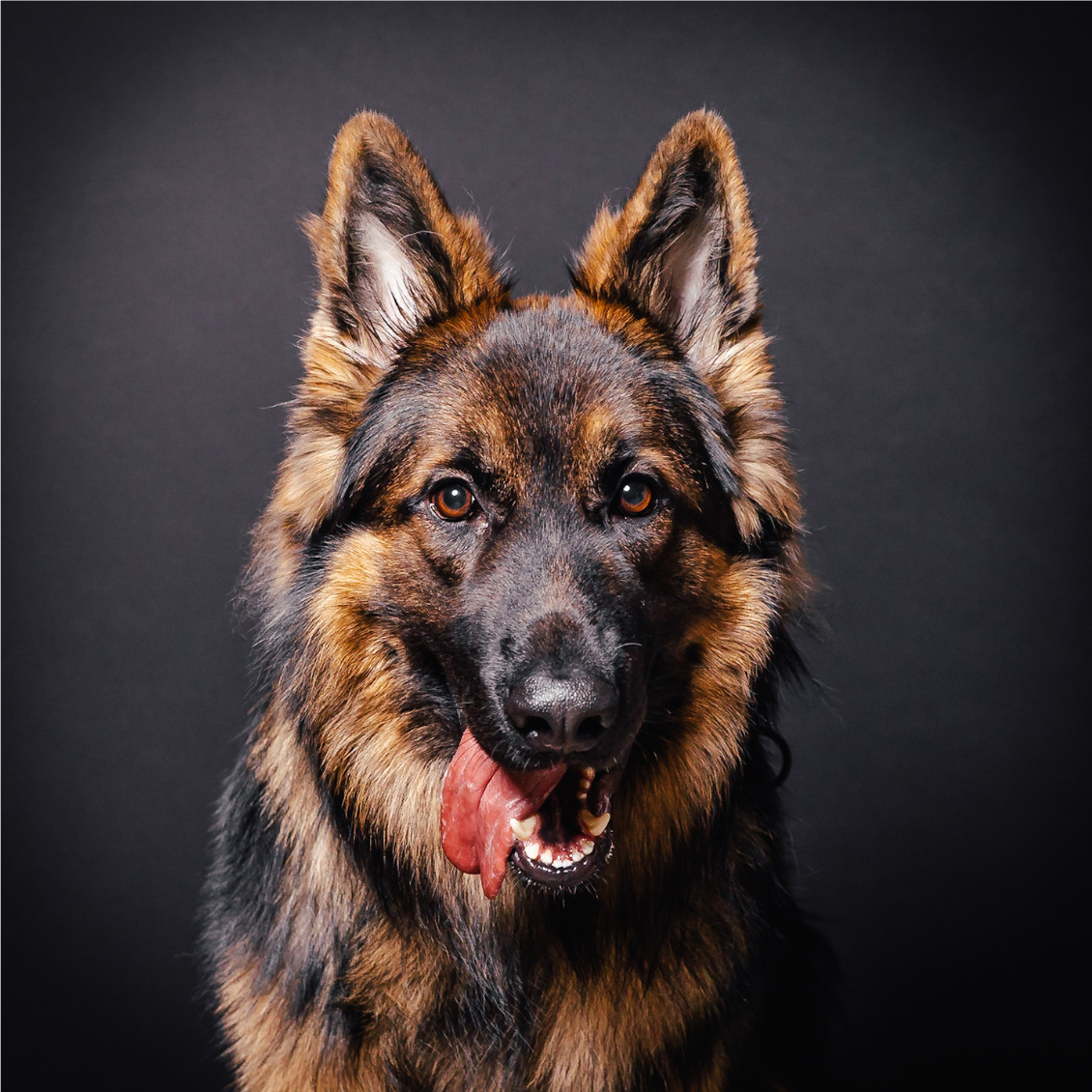 Blake, Schäferhund von herzblut Tiernahrung